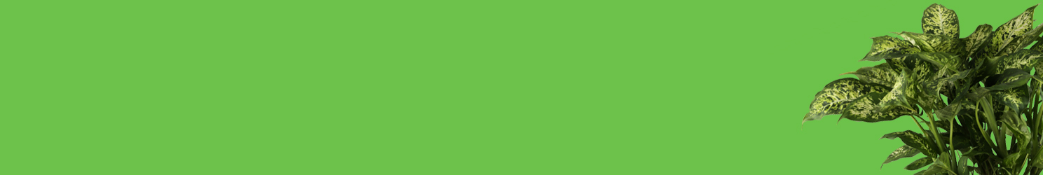 Dieffenbachie Dieffenbachie