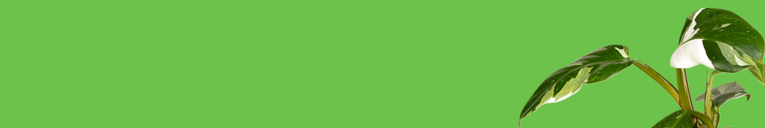 Philodendron
