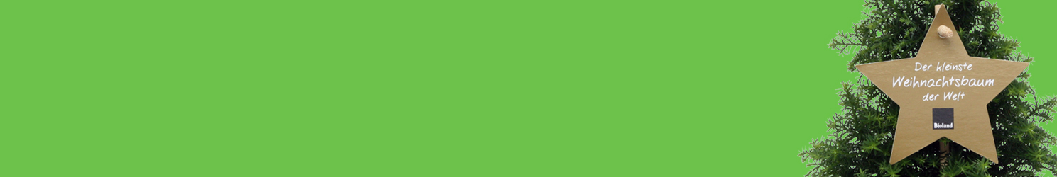 Weihnachtsbaum im Topf Weihnachtsbaum im Topf