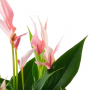 Flamingoblume Lilli Nahaufnahme