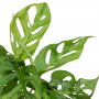 Fensterblatt Andansonii Nahaufnahme