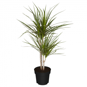 Drachenbaum