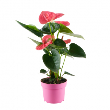 Pinke Flamingoblume Sweet Dream