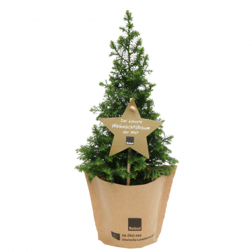 Bio Chamaecyparis Thyoides 