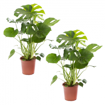 2er-Set Monstera XL