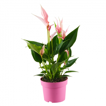 Flamingoblume Lilli