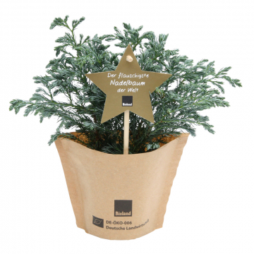 Bio Chamaecyparis Pisifera