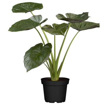  Alocasia Wentii
