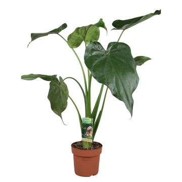 Pfeilblatt Cucullata