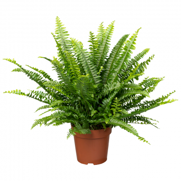 Großer Schwertfarn Green Lady