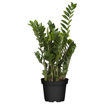 XL Glücksfeder Zamiifolia