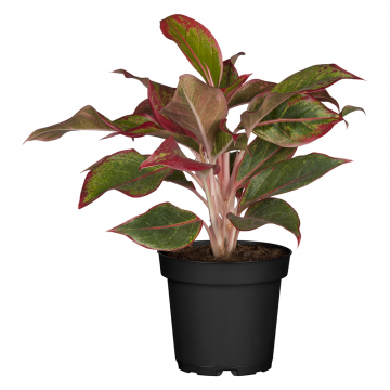Kolbenfaden Pink Star