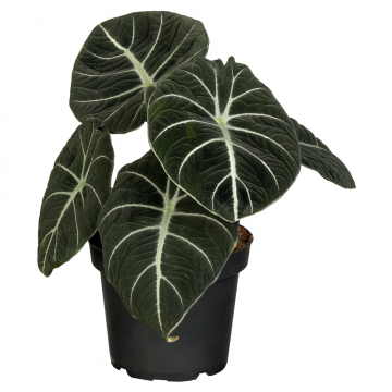 Elefantenohr Black Velvet