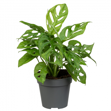 Fensterblatt Adansonii