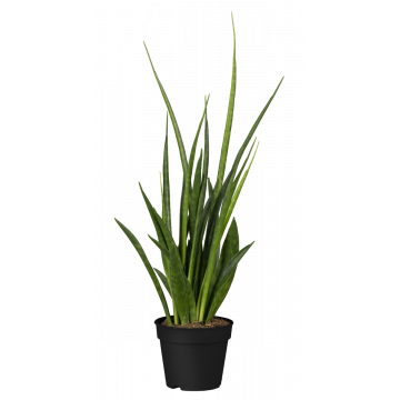 Bogenhanf Kirkii