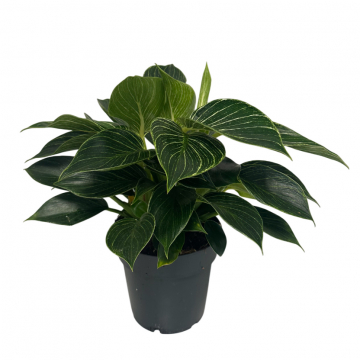 Philodendron Birkin