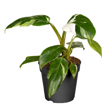 Philodendron White Princess