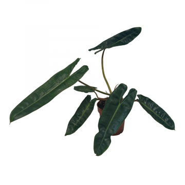 Philodendron Billietiae