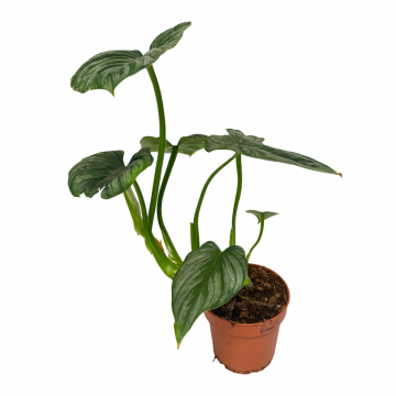 Philodendron Mamei