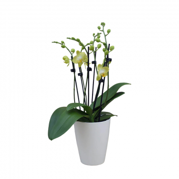Orchidee MaRie Lemonello Gelb Frontansicht