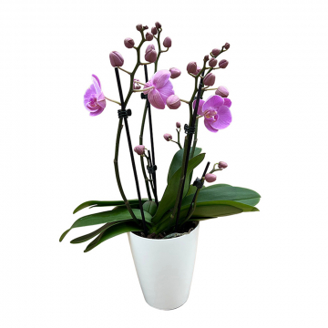 Orchidee MaRie Liliana Seitenansicht Rosa