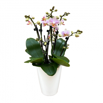 Orchidee MaRie Roseberry Weiß Rosa Frontansicht