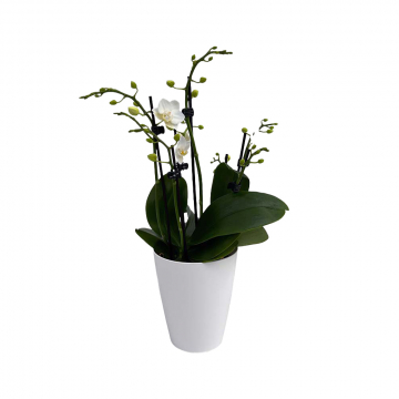 Orchidee MaRie ShowTime Frontansicht