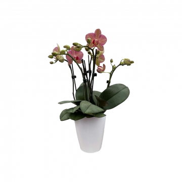 Orchidee MaRie Orange Muster