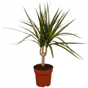 Drachenbaum Marginata