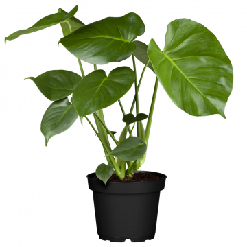  Fensterblatt Deliciosa