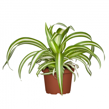 Grünlilie Comosum