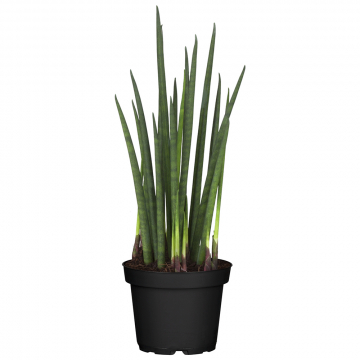 Zylindrischer Bogenhanf Cylindrica Straight