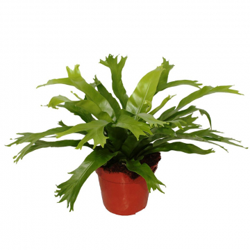 Hirschzungenfarn Scolopendrium