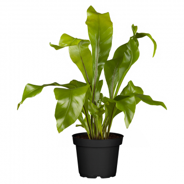 Nestfarn Asplenium Nidus 