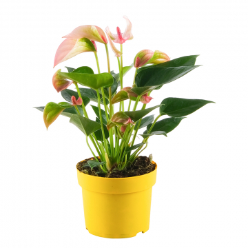 Flamingoblume Matata