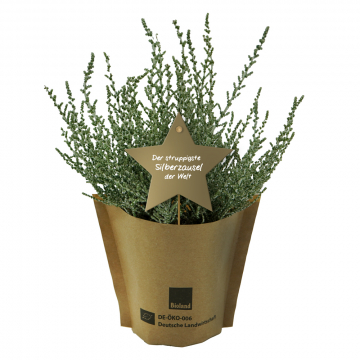 Bio Olearia Lepidophylla