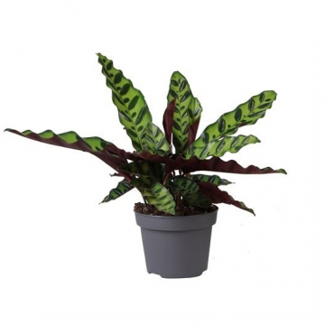 Calathea Lancifolia