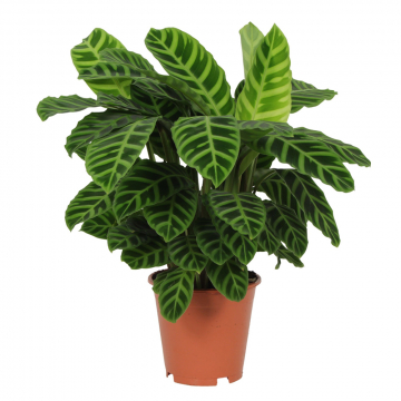 Calathea Zebrina