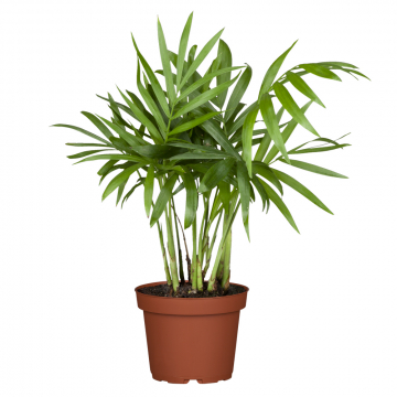 Kentia-Palme M