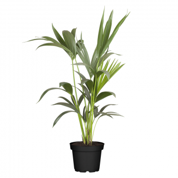 Kentia-Palme L