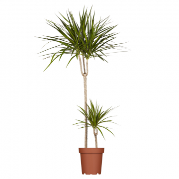 Drachenbaum XL