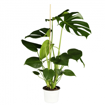 Fensterblatt XL