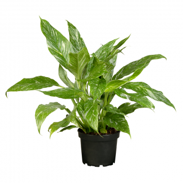 Spathiphyllum Diamond Variegata