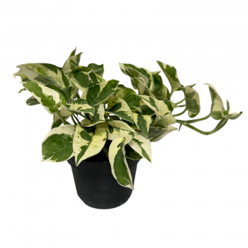 Epipremnum N’Joy 
