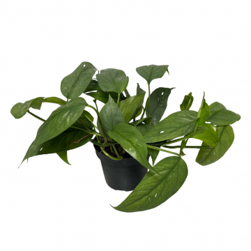 Epipremnum Cebu Blue 