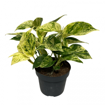 Epipremnum Marble Queen