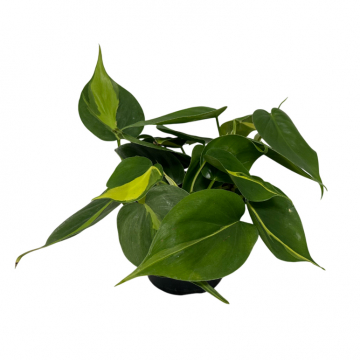 Philodendron Brasil 