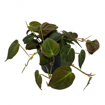Philodendron Micans 