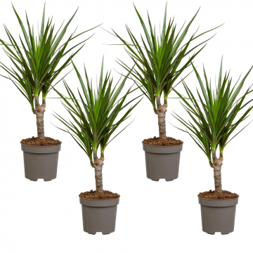 4er-Dracaena-Set