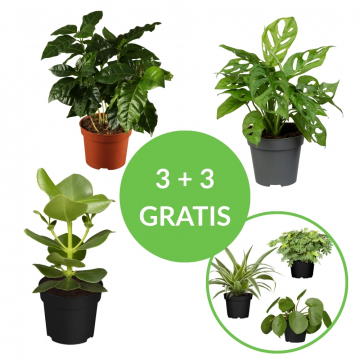3 + 3 gratis Zimmerpflanzen-Set